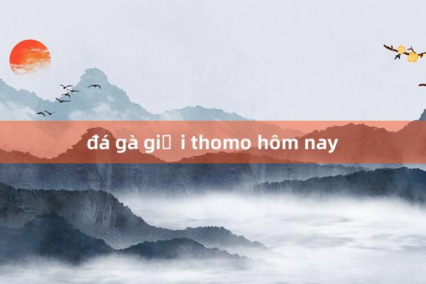 đá gà giải thomo hôm nay