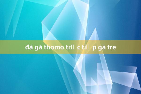 đá gà thomo trực tiếp gà tre